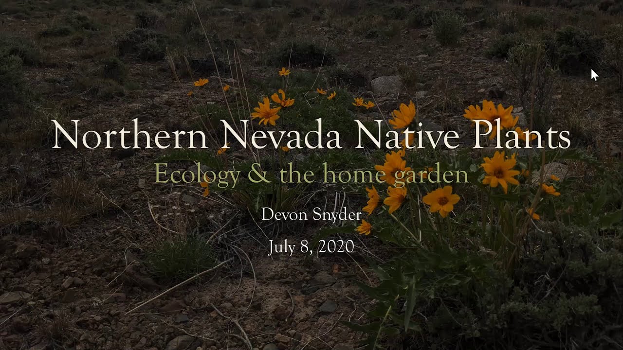 N  Nevada Native Plant Class   Devon Snyder