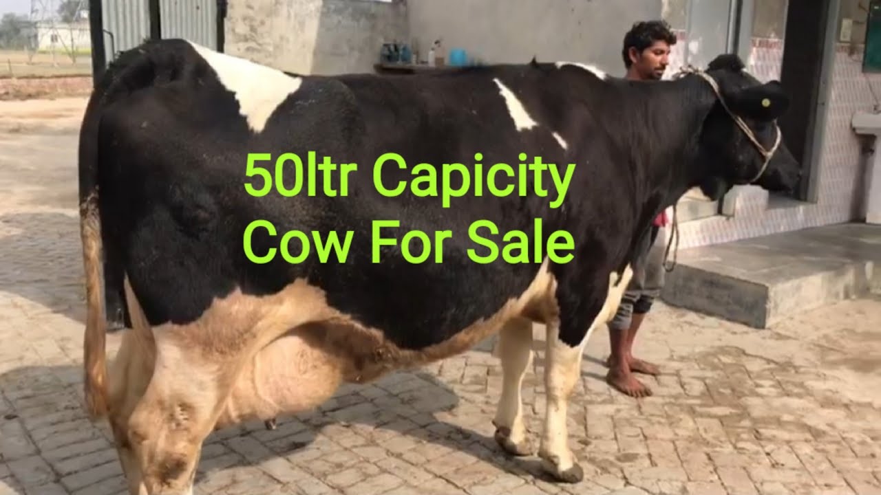 High Milking Cow For Sale