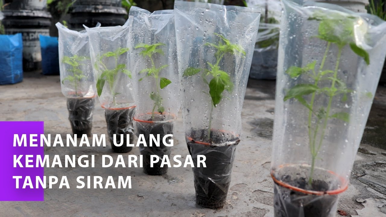 Cara menanam kemangi dari pasar, tanpa siram.