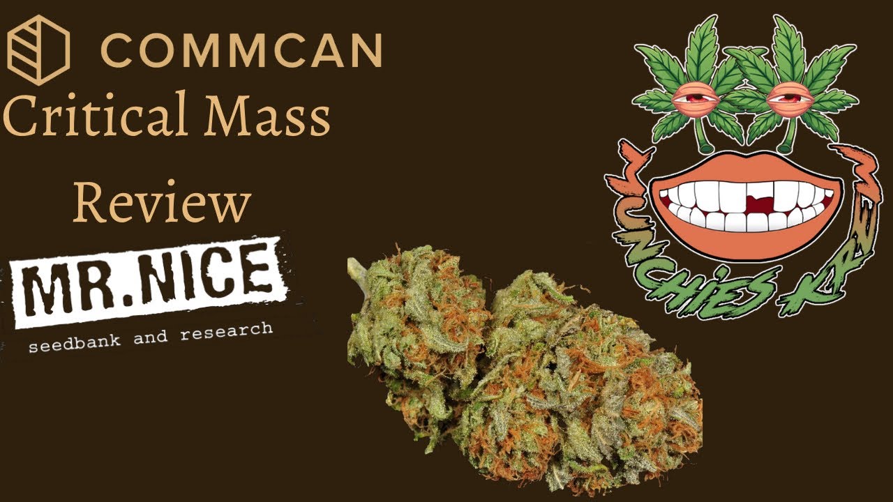 Exotic Weed Review&ldquo;Critical Mass&rdquo;|Strain Review| Ep.4