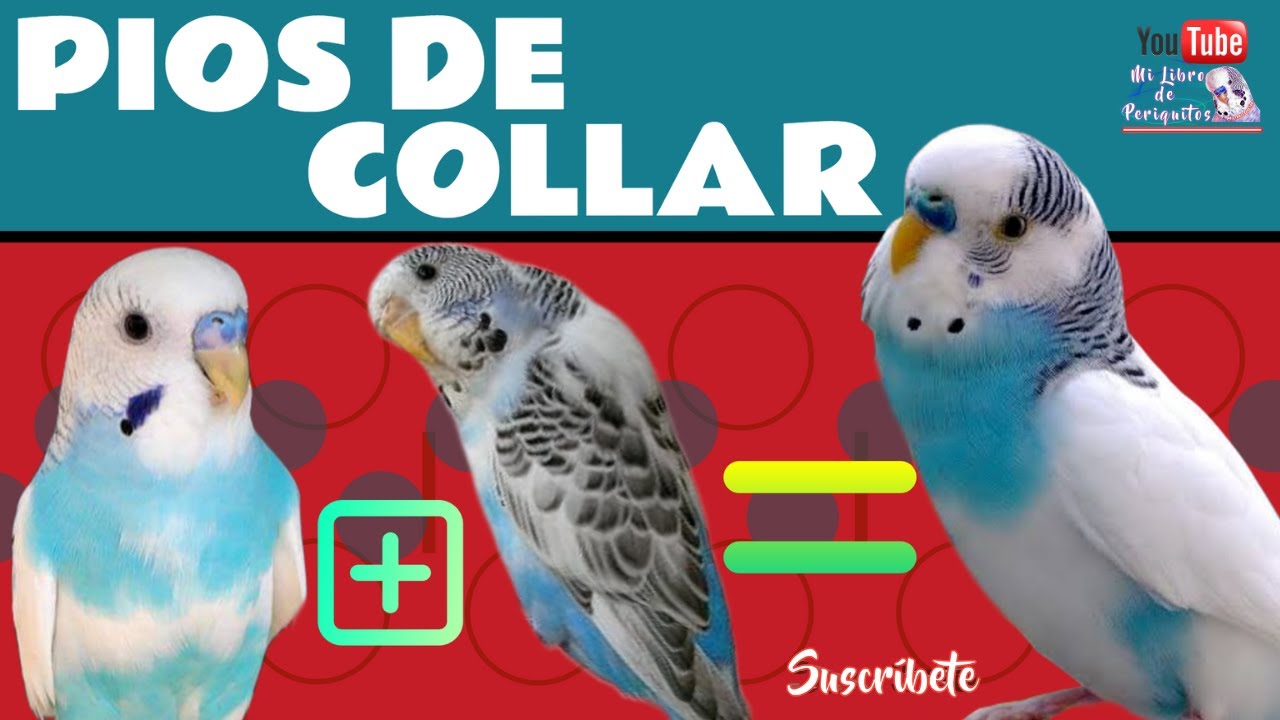 Cruzar Pios Dominantes Mas Pios Recesivos Para Obtener Pios De Collar