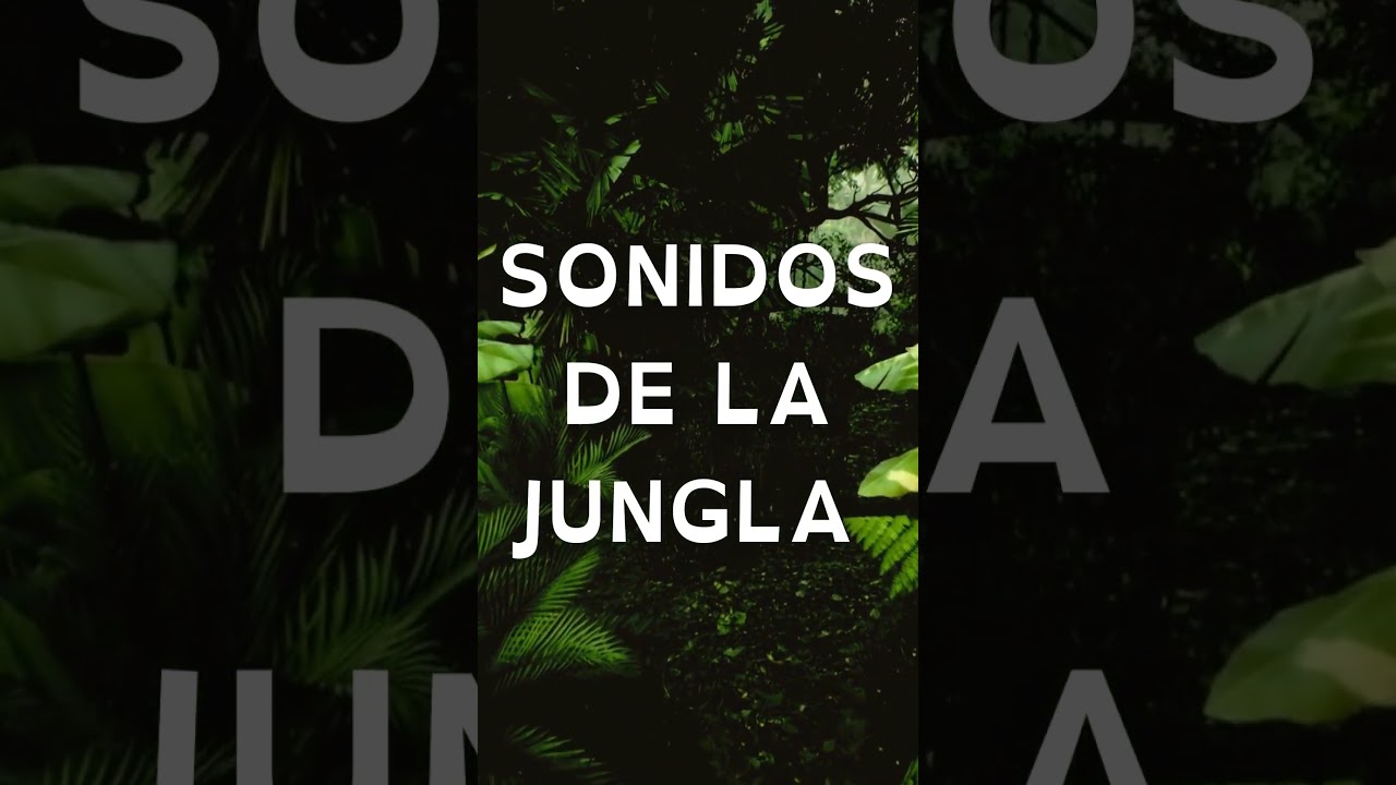 SONIDOS DE LA JUNGLA RELAJANTES | VIBRAS DE LA SELVA