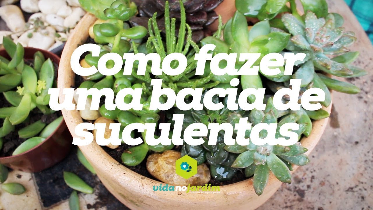 Como fazer uma bacia de suculentas feat Paulo Xavier