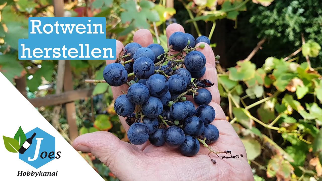 Rotwein selber machen | Wein aus eigenen Trauben herstellen | Maischegärung