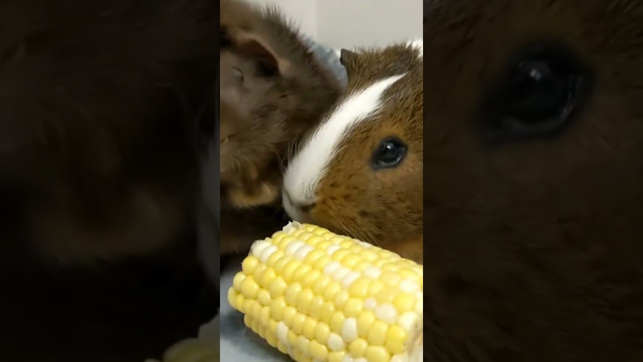 These Guinea Pigs Love Corn