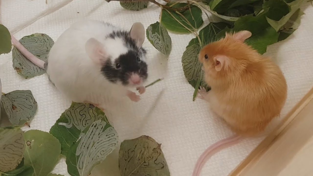 When Midas met Amara, a mousy love story