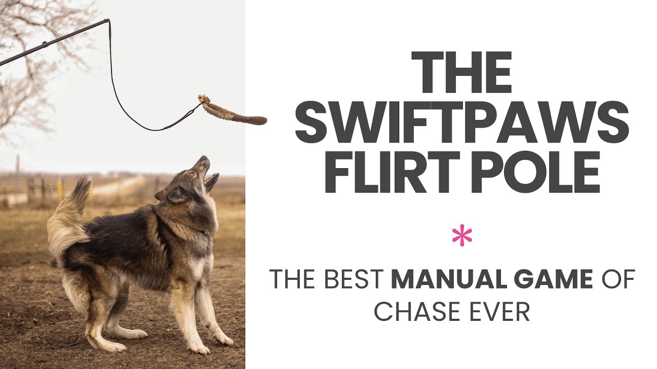How to Use the SwiftPaws Flirt Pole | Easy Enrichment for Pets