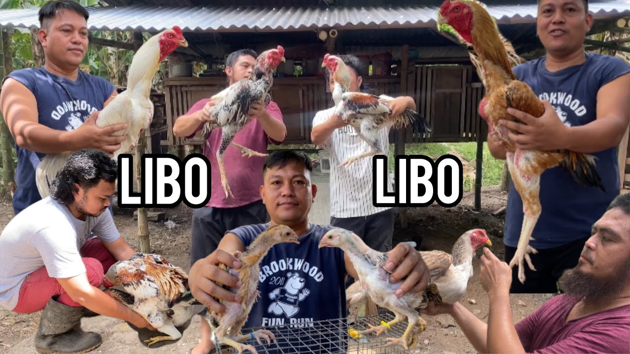 LIBO-LIBO ANG GINASTOS KO PARA MAKABILI NG MGA HIGANTENG MANOK!