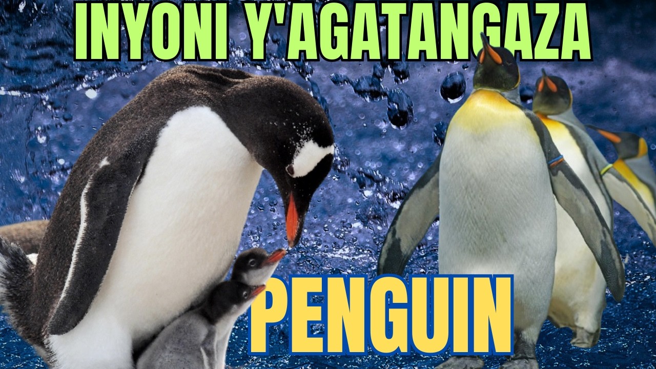 Ni gute Inyoni ya PENGUIN ibaho,  ikirwanaho kandi itabasha kuguruka no kwiruka?