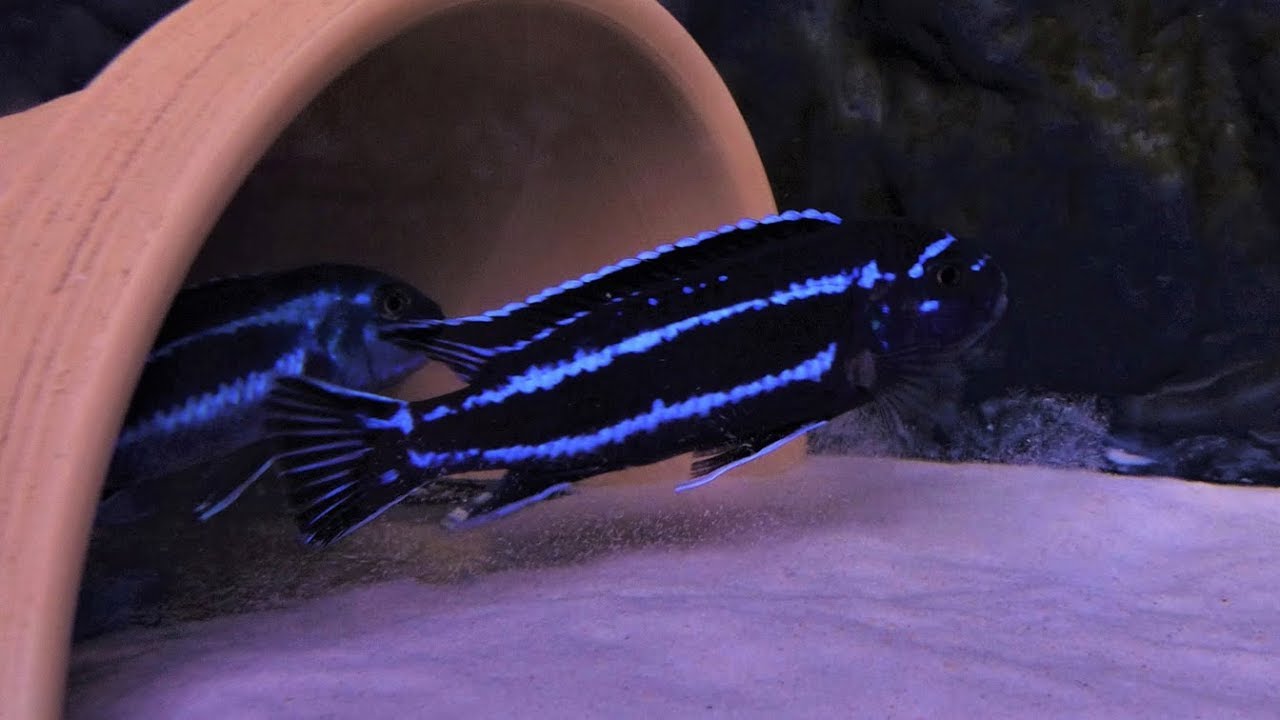 Pseudotropheus Cyaneorhabdos Maingano F1