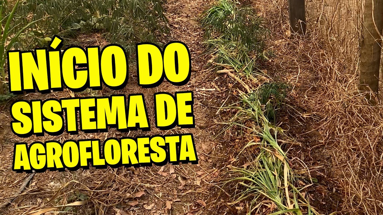 ✅  [AGROFLORESTA]  Início da implantação do SISTEMA DE AGROFLORESTA em nossa chácara