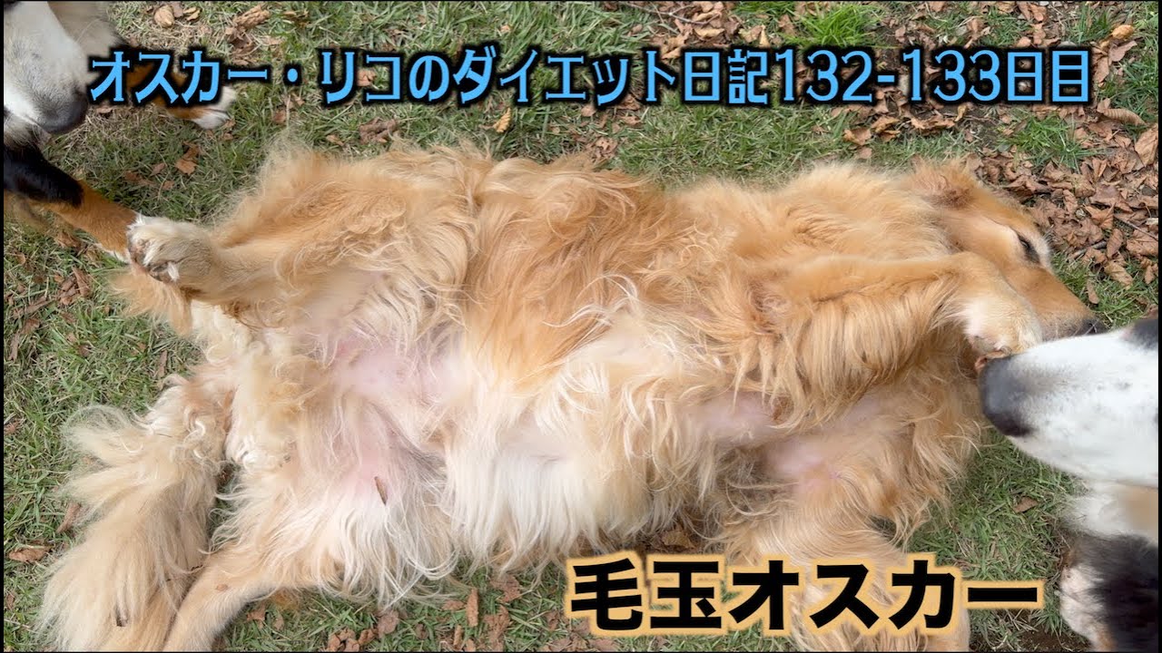 オスカーの毛のメンテ【オスカー・リコのダイエット日記132 133日目】