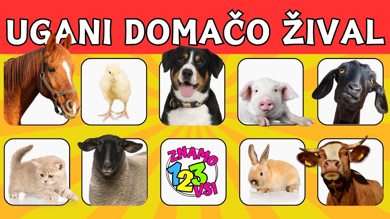 UGANKE O ŽIVALIH za deževne dni | Domače živali | 10 sekundne uganke | 123 znamo vsi