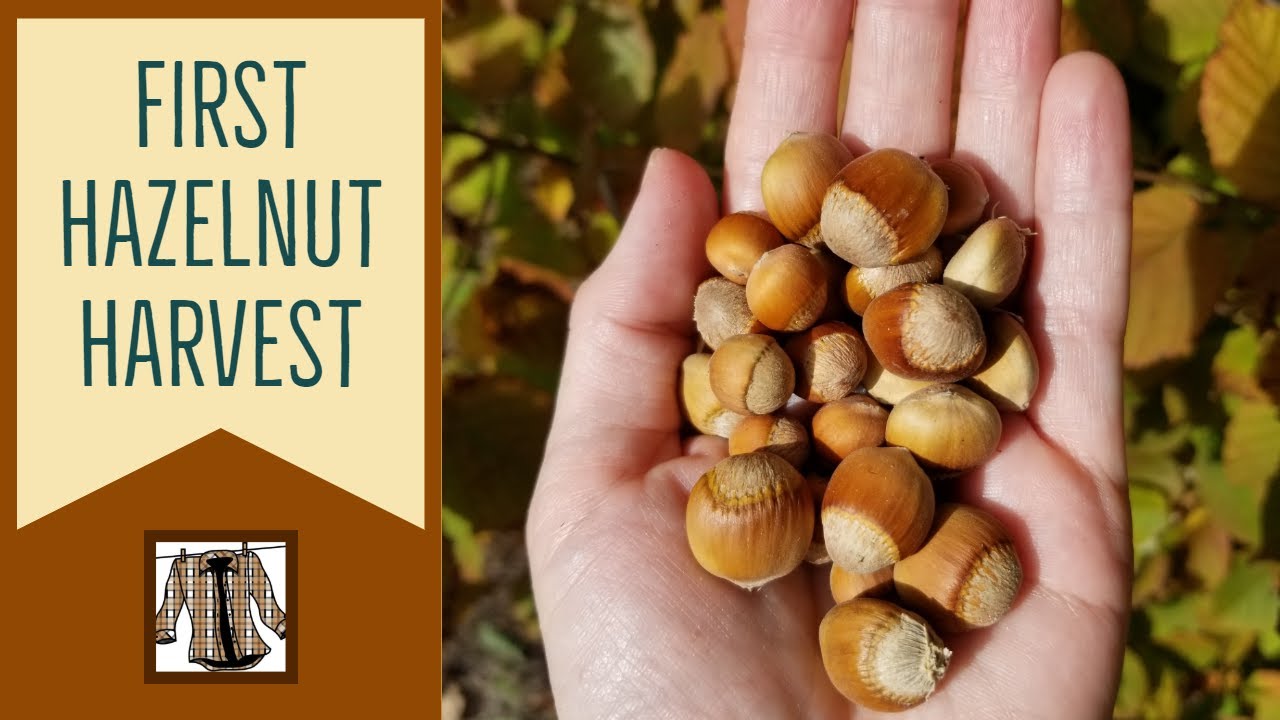 Our First Hazelnut Harvest