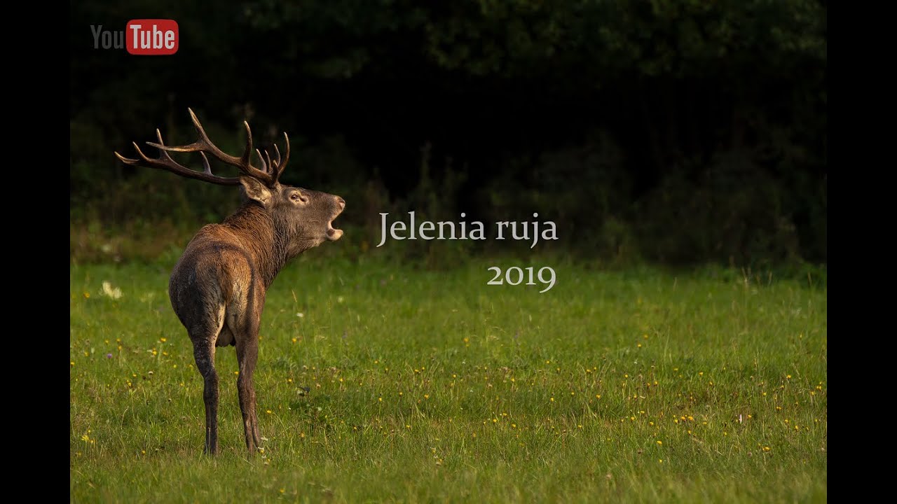 VLOG #3 JELENIA RUJA 2019 + TITULKY