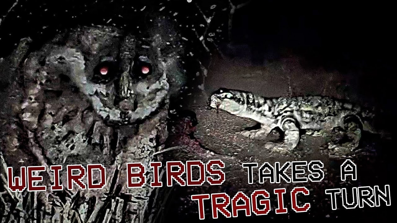 #WeirdBirds Part 3 Is A Beautiful Tragedy