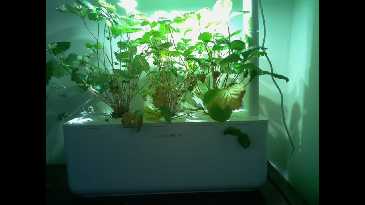 Click and Grow Smart Garden 3 Wild Strawberry Timelapse over 4 Months