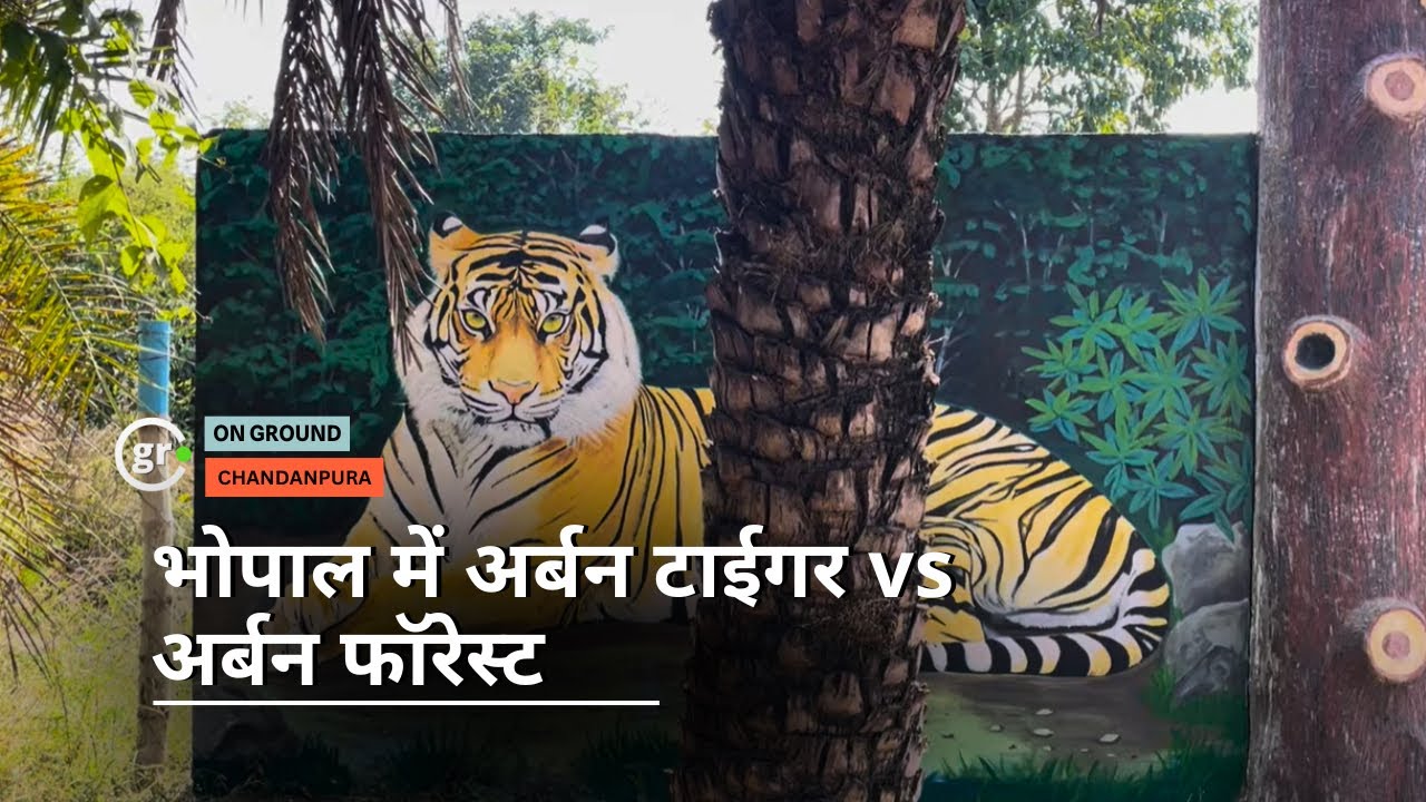 Tiger sightings near Bhopal's urban forest raise safety concerns