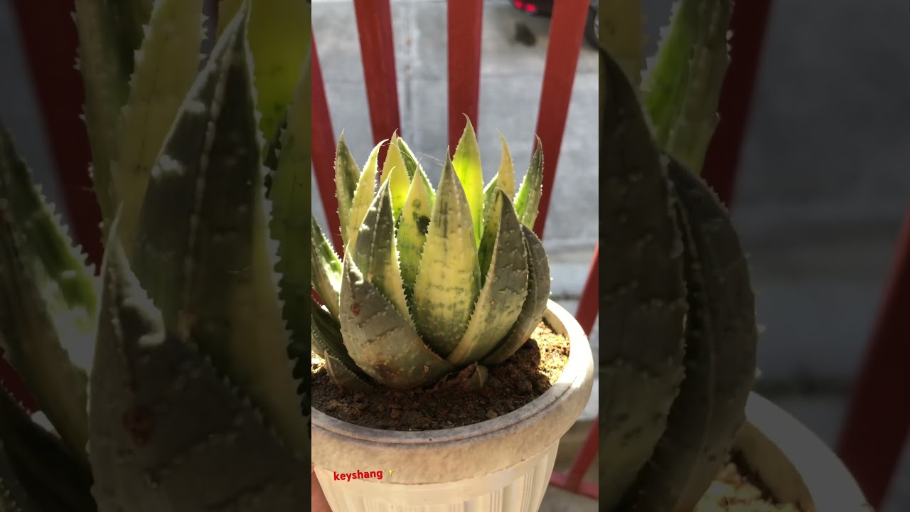 #plants #haworthiasucculent #haworthia #haworthiopsis #succulent #garden #aloe