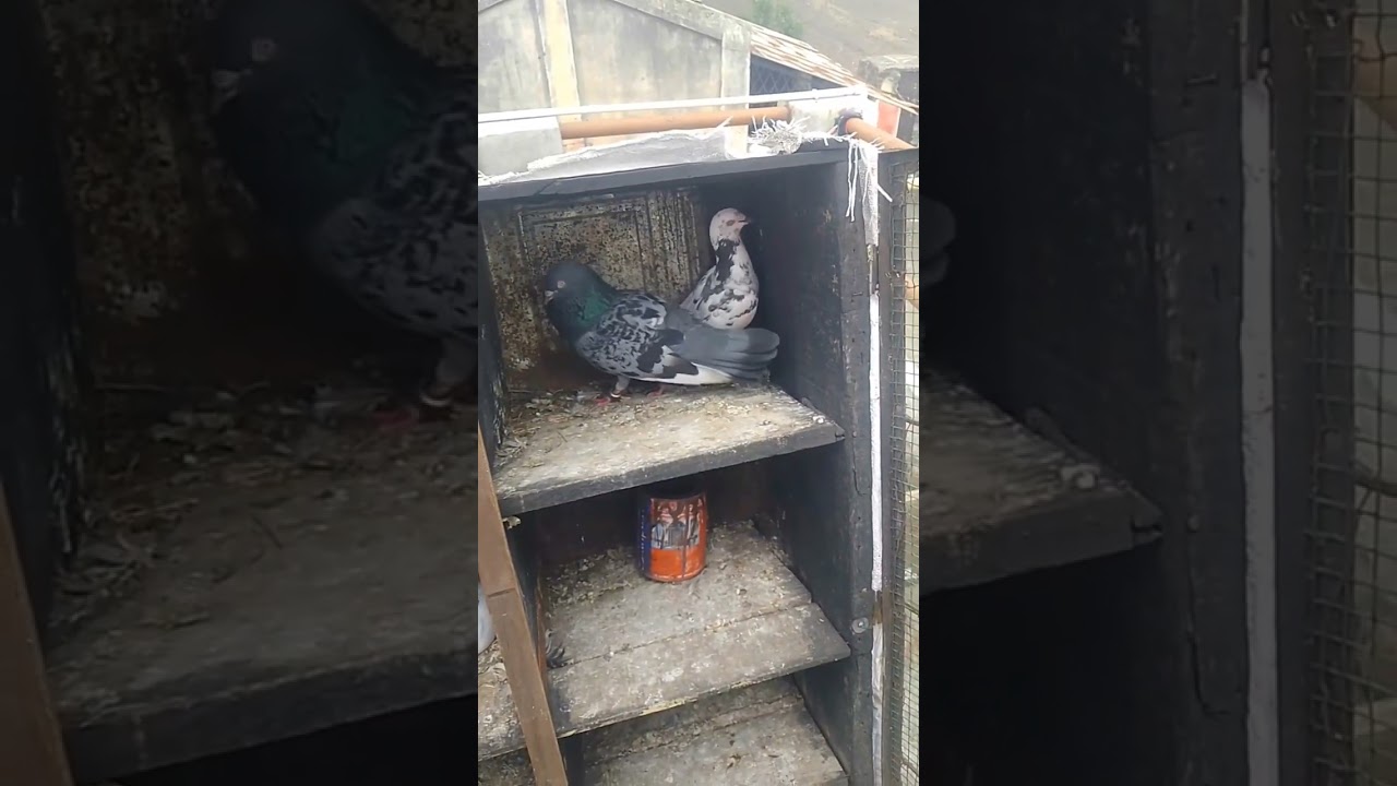 the pigeon Il #pigeonviral shorts#shortvideos #kabooar viralvideo