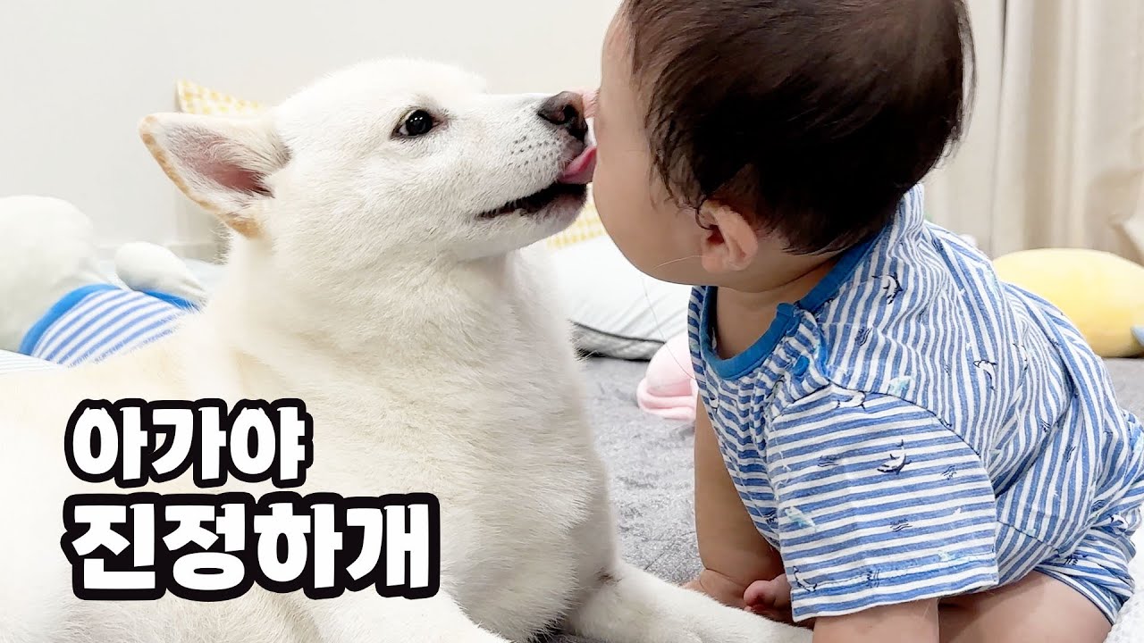 아기가 부담스러운 시바견 여우의 행동!!!