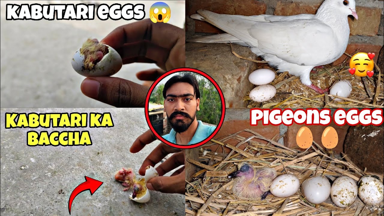 कबूतरी का बच्चा अंडे में से बाहर निकल गया 🥚🥚 pigeons white eggs pigeon kabootarloft05 pigeonlaver 🕊️