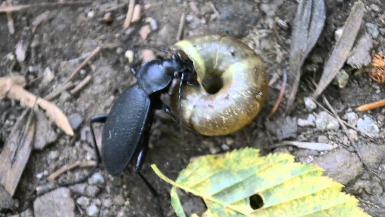 Ground beetle (Carabus coriaceus) eating a snail