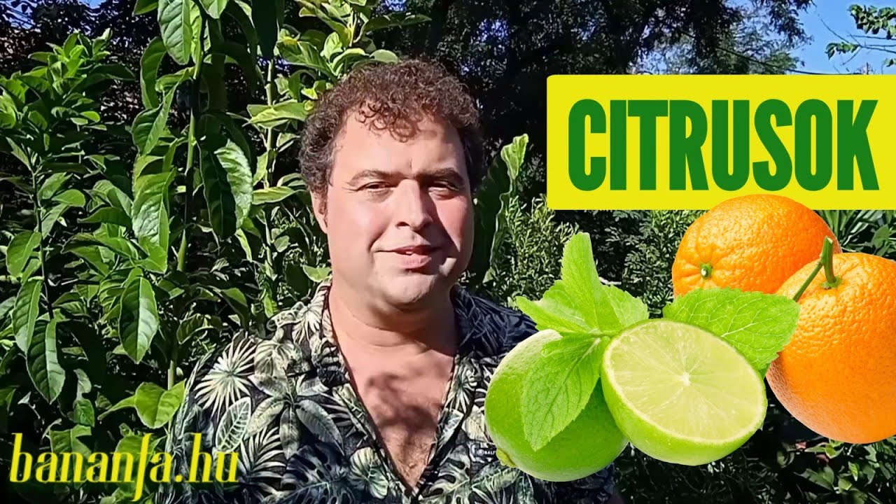 Miért szeretjük a citrusféléket?