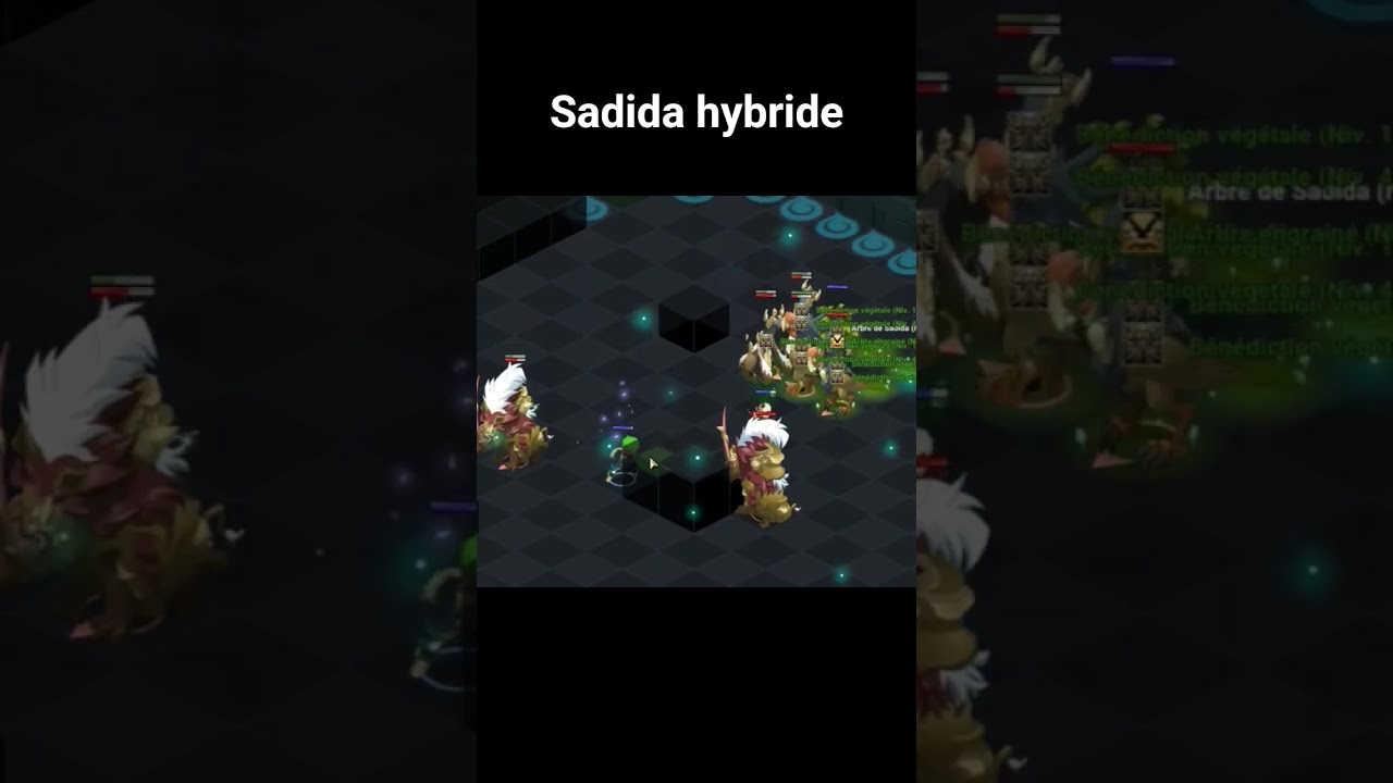 Sadida hybride 