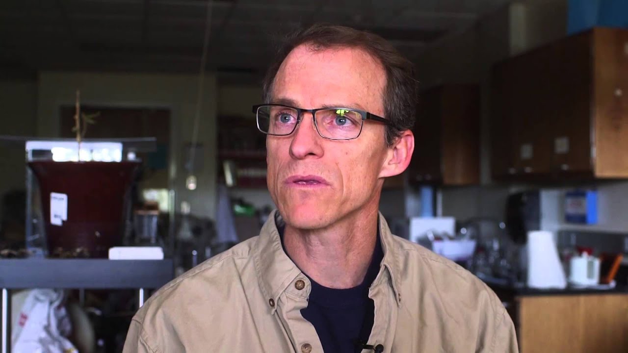 NAU researcher uses fungus to target the bark beetle