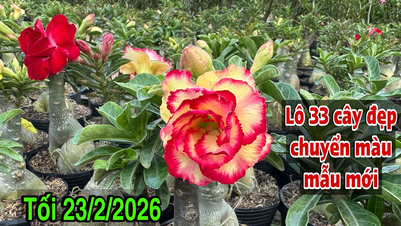 Tối 23/2 - Lô 33 cây sứ thái đẹp, chuyển màu, giá rẻ ☎️ 070.2727.998 Trung Lê 