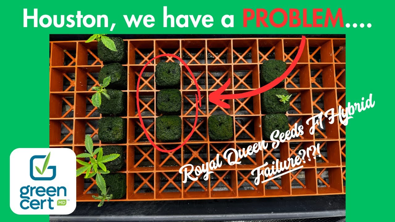 Royal Queen Seeds F1 Hybrid Issues???