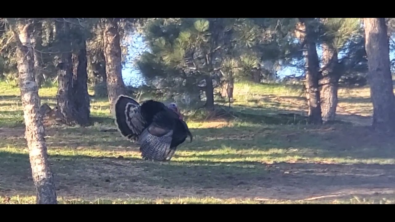 Some more of the wild turkeys with audio, 03/2026