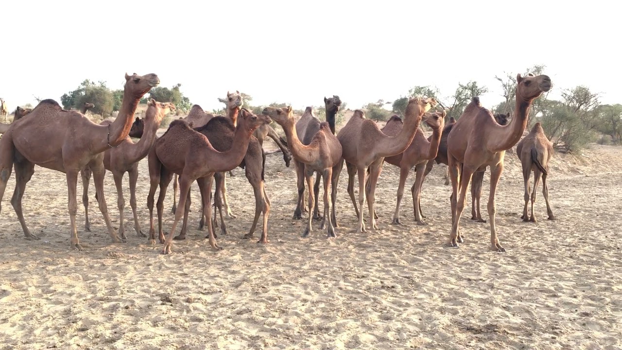 Desert camels | camel videos | camel farm | camel farming | camel farm |camel farming in Saudi arbia