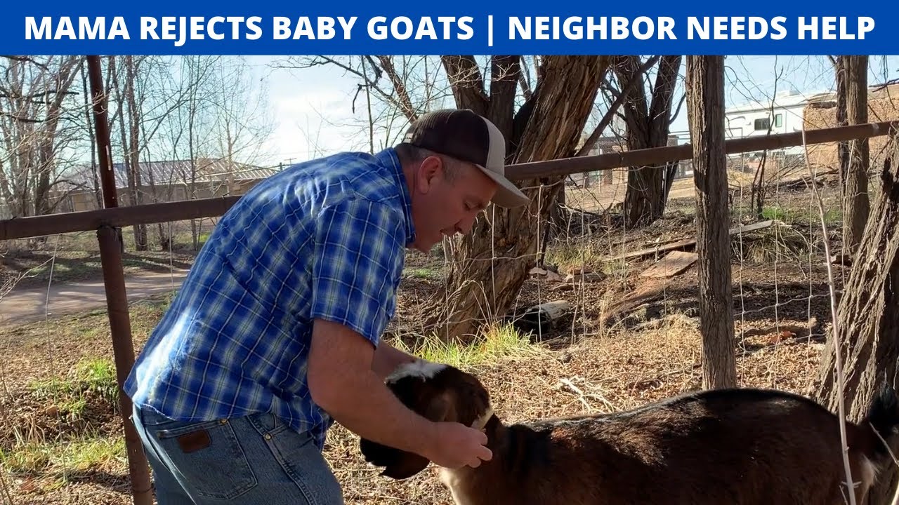MAMA REJECTS BABY GOATS | NEIGHBOR NEEDS HELP
