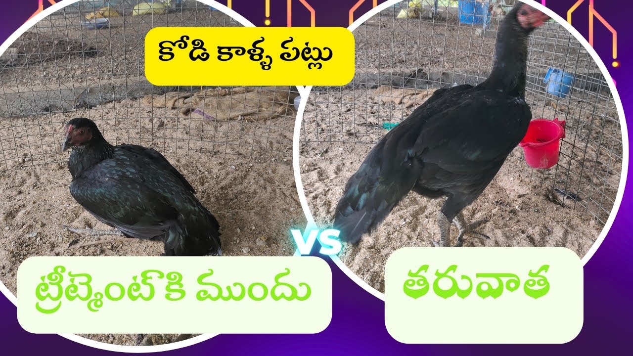 కోడి కాళ్ళ పట్లకు అద్భుతం గా పనిచేసిన మందు // treetment for kodi kalla patlu// vrfarms