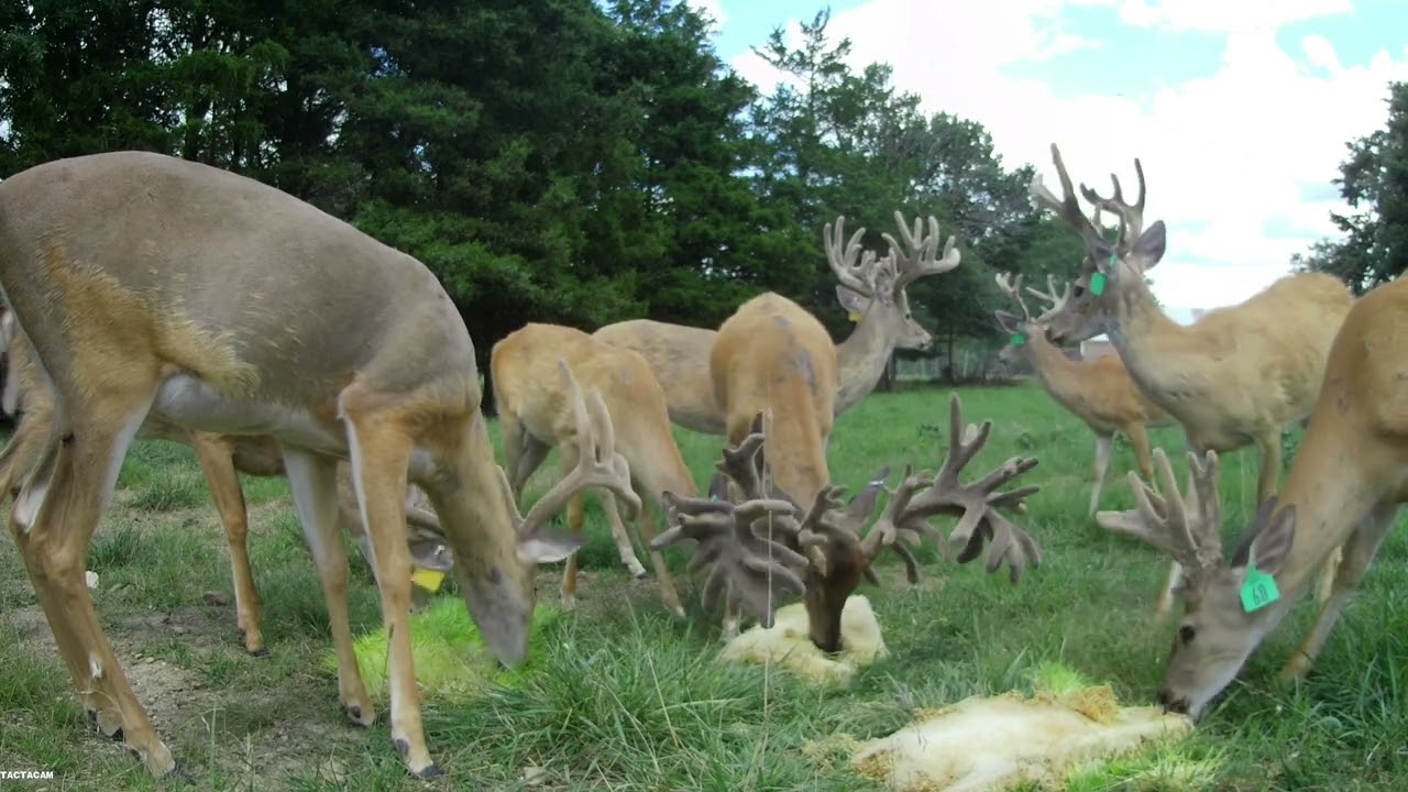 Oak Creek Whitetail Ranch Yearling Bone Cam (8-27-2022)