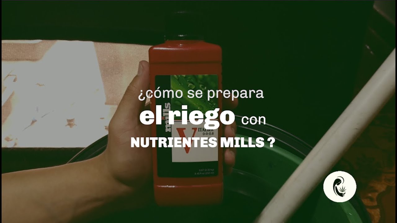&iquest;C&oacute;mo se prepara el riego con nutrientes Mills? - Bendita sea grow shop