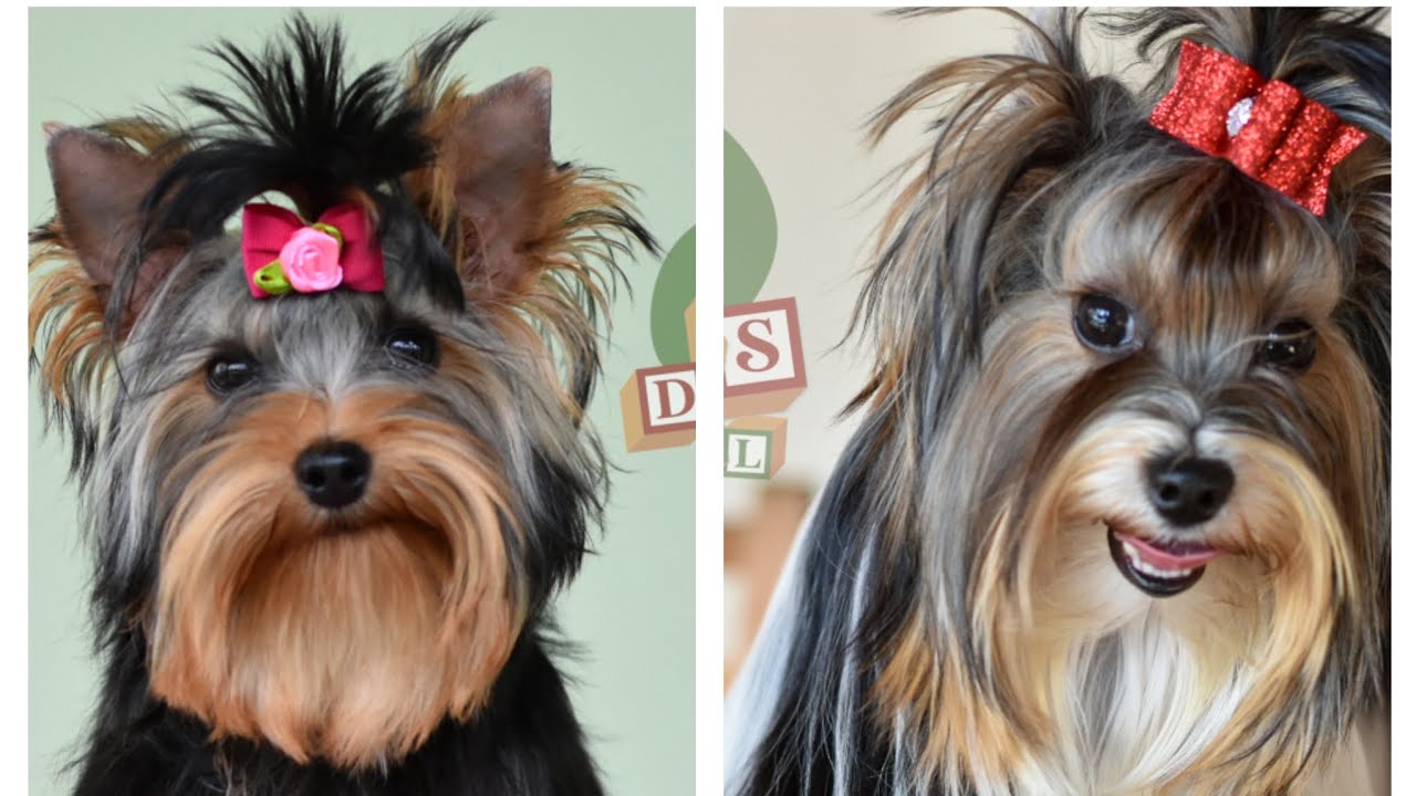 Diferença entre o Biewer Terrier e Yorkshire Terrier -  Sandro Fernandes - Canil Toy Dolls responde