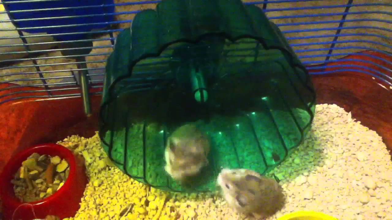 Very funny hamsters