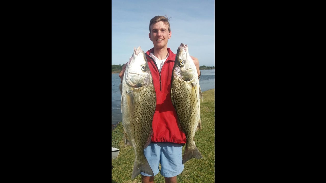 5 Big Grunter caught in 1 hour in Western Cape South Africa ( 2 over 60cm)