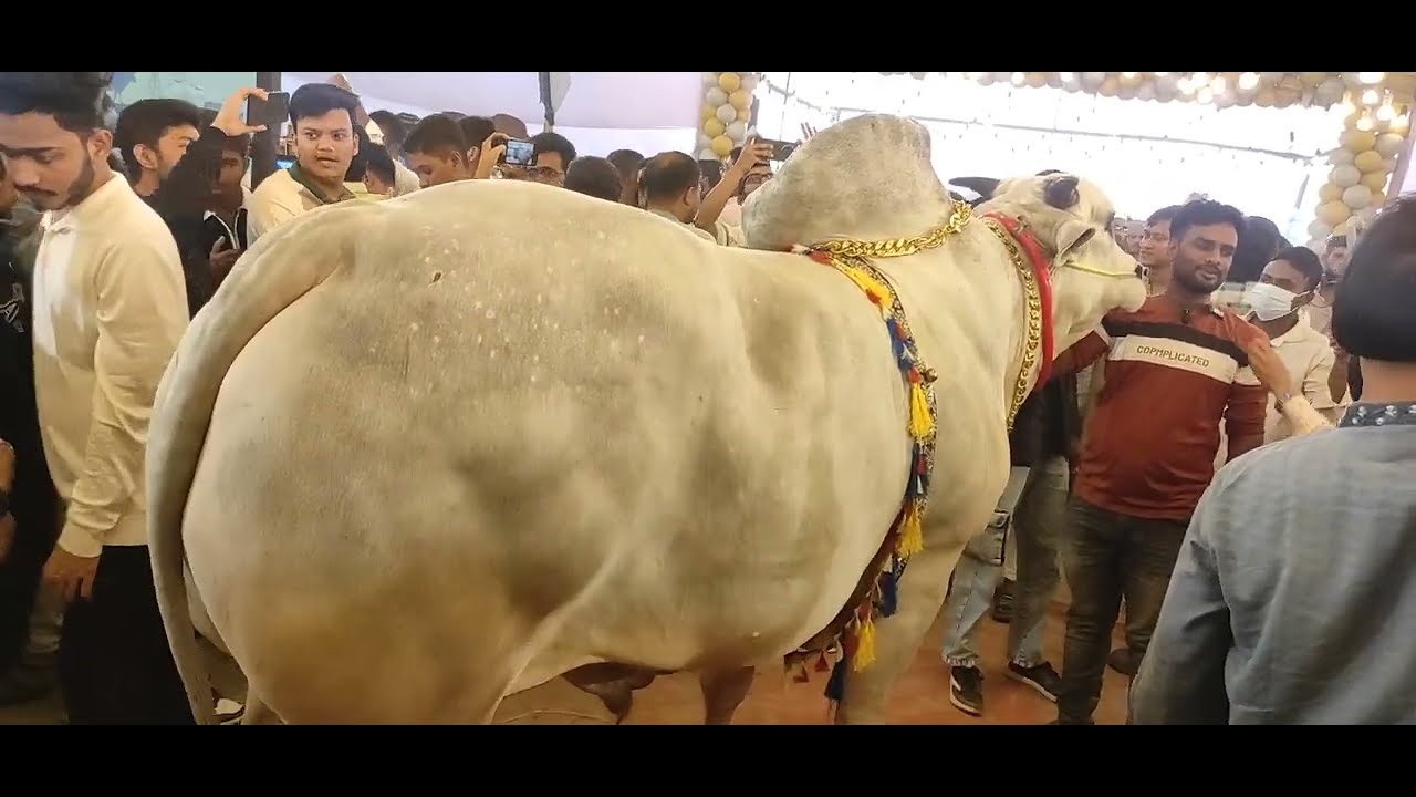 এই গরু কে ঘিরে মানুষের ভিড় সবার আকর্ষণ এটাতেই।
