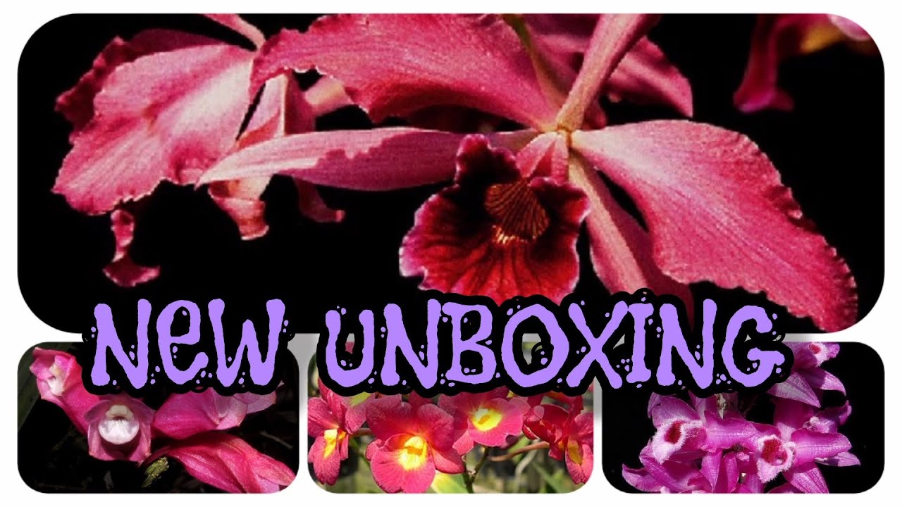 NEW Orchid unboxing Haul from Orchids and More