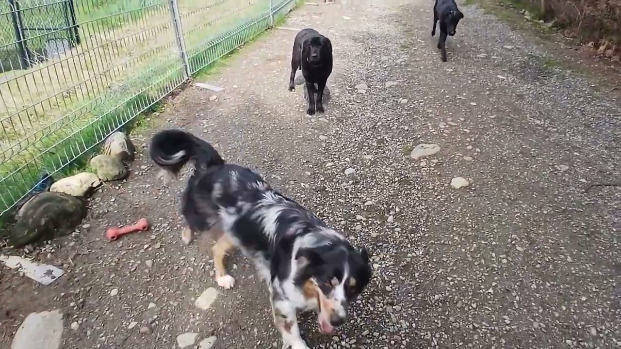 'Litter Mate Syndrome' is a term created by people who do not understand dog behaviour.