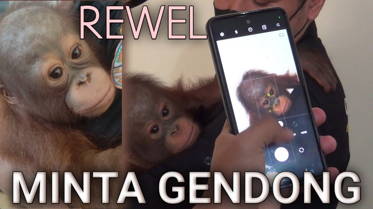 Logos, Anak Orangutan ini Menangis Minta Gendong