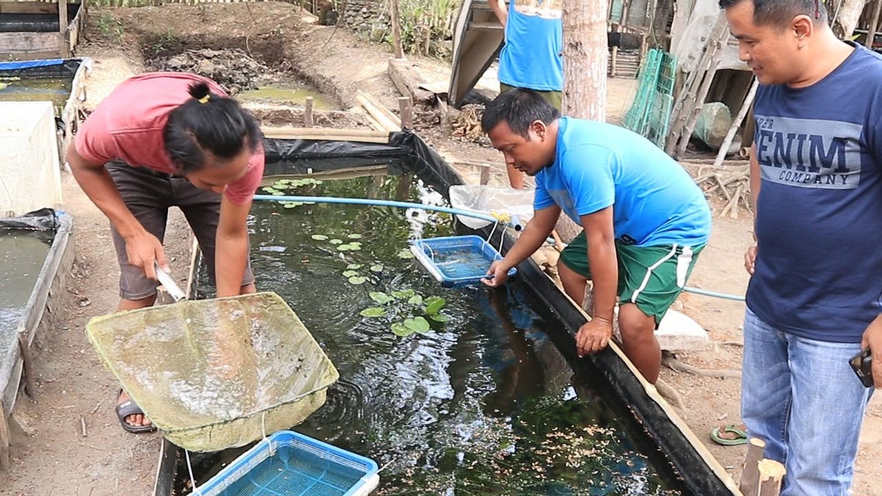 World's CHEAPEST GUPPY farm can be found in this fish farm