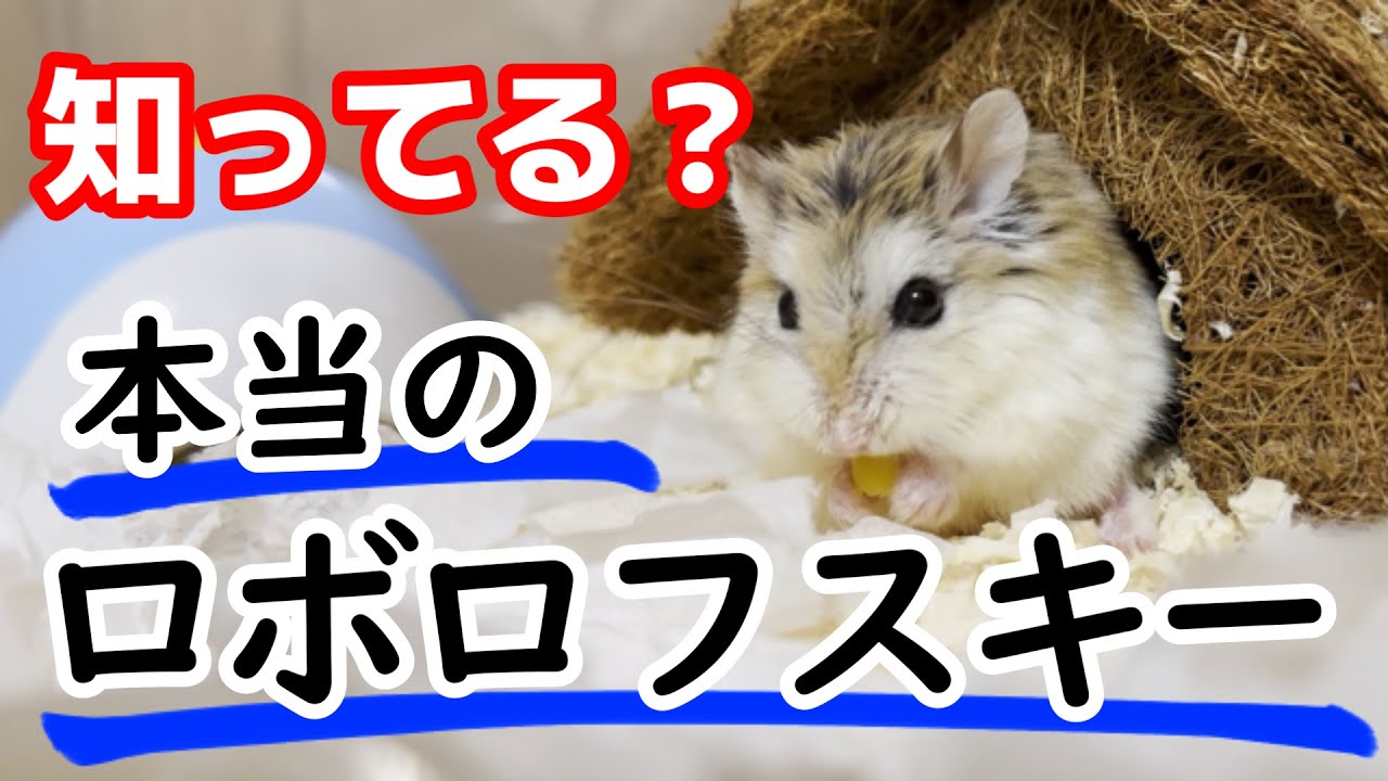 【ハムスター】本やネットでは教えてくれない、本当のロボロフスキーとは？飼ってみたからこんなハムスターだった！