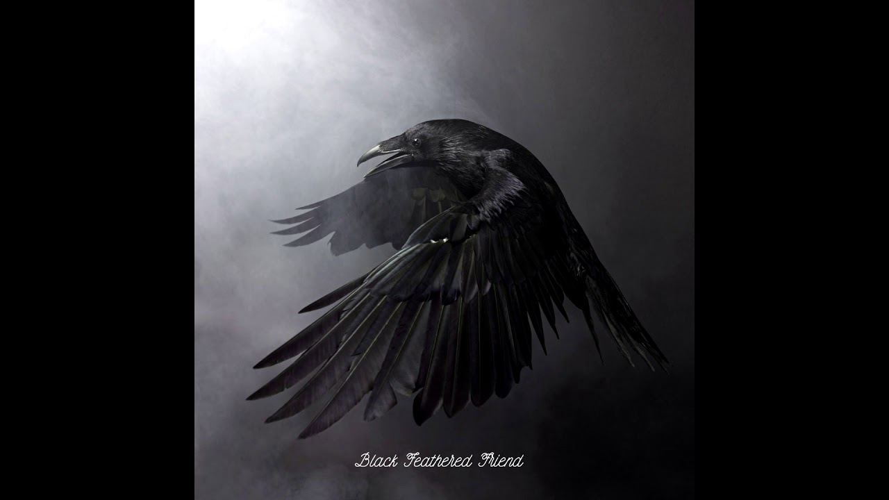 Black Feathered Friend