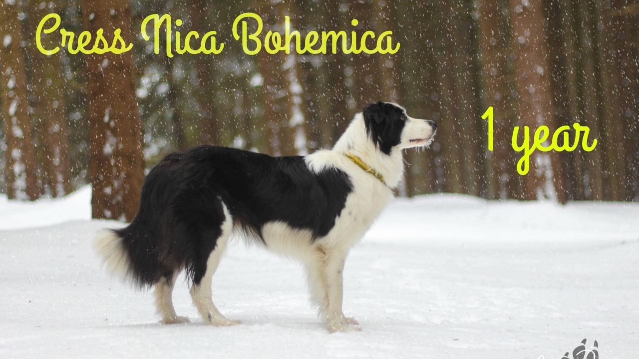 ღ Border Collie Cress | 1 year ღ