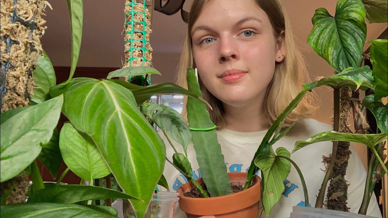 Roślinny haul🪴 jakie rośliny kupiłam?